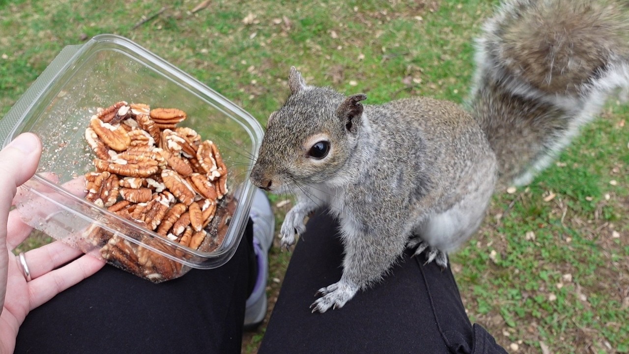 My squirrel friend has an adorable reaction when I let him pick any nut he wants