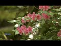 Maksim Mrvica - Wonderland