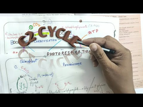 C2 Cycle or PHOTORESPIRATION