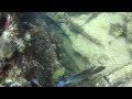 Scuba Diving Cuba Varadero - Neptune Wreck 