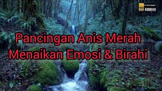 Download lagu Terapi Burung Anis Merah Untuk Menaikan Emosi & Birahi. mp3