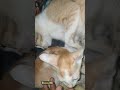 Washing Machine Pt 5 2022 Cute Cat Videos Funny Cats Try Not To Laugh