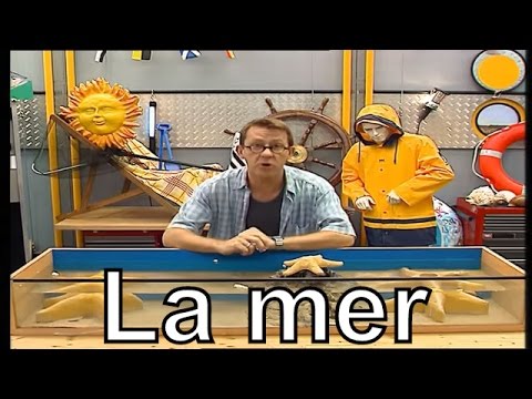 Comment se reproduisent les étoiles de mer - C'est pas sorcier