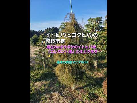 開花を促進するために2月に剪定する6つの低木  庭園