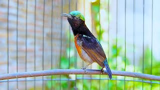 Download lagu MASTERAN KONIN GACOR FULL NEMBAK ISIAN TONJOLAN MEWAH‼️ PANCINGAN KOLIBRI NINJA BAHAN CEPAT EMOSI mp3 Download lagu MASTERAN KONIN GACOR FULL NEMBAK ISIAN TONJOLAN MEWAH‼️ PANCINGAN KOLIBRI NINJA BAHAN CEPAT EMOSI mp3