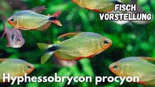 Procyon-Salmler - Hyphessobrycon procyon | Liquid Nature Fisch Vorstellung