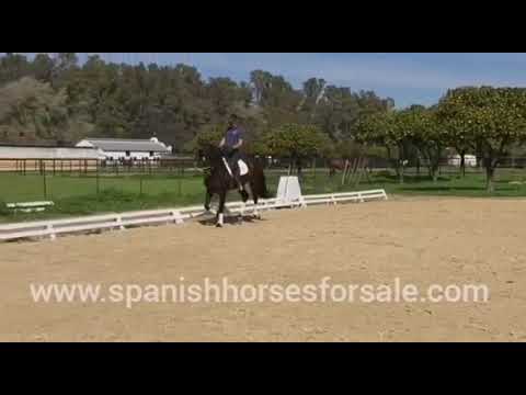 2014 PRE stallion 165cm Ref: 151