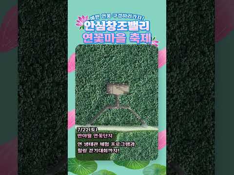 동구 안심창조밸리 연꽃마을 축제 개최! #shorts