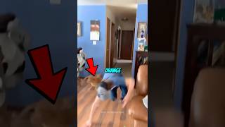 Download lagu Never Get an Orange Cat… Here’s Why 😳 mp3