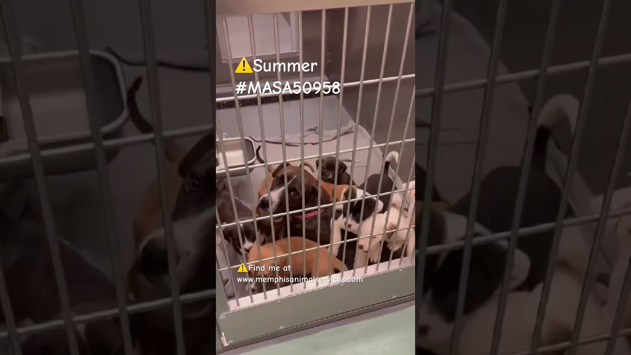 Summer, a Adoptable Mixed Breed in Bartlett, TN video 6/6