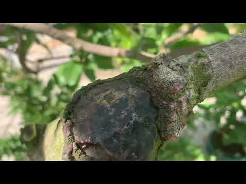 Ngày 18/10 al Xem Lại Cây Mai ít Nút Gạo hiện nay 2022-2023