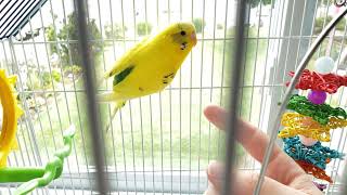 Taming a Budgie Part 2 Parakeet Training