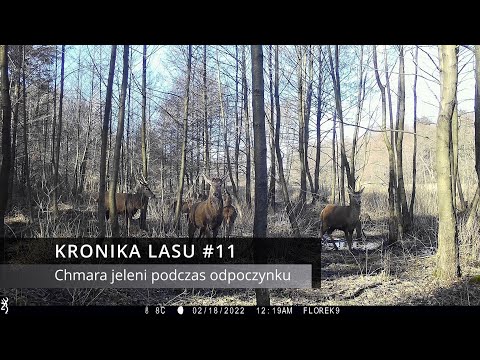 Kronika Lasu #11 - Chmara jeleni podczas odpoczynku (fotopułapka)