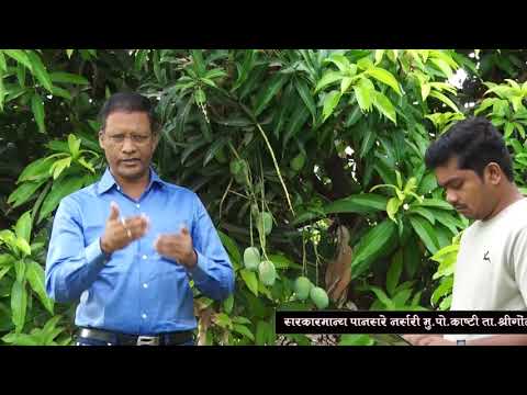 Mango Tree Plant