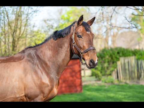 Locano vd Merelhoeve (COPITOL C x BALTHAZAR VD ROSHOEVE) - Video 11 video thumbnail