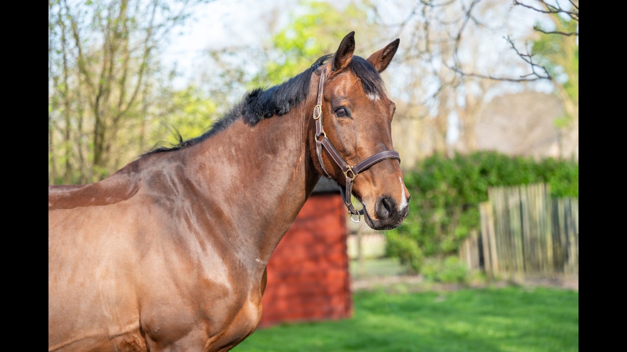 Locano vd Merelhoeve (COPITOL C x BALTHAZAR VD ROSHOEVE) video 3