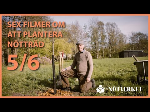 Planetera Nötträd - Del 5 - viltskydd