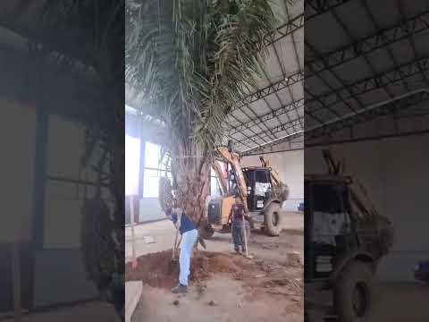 5⁰ festival Cuitura Maranhense Novo Repartimento Pá IAD Missão 2025