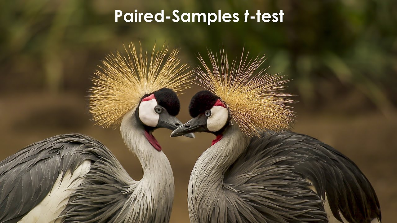 04. Paired Samples t test