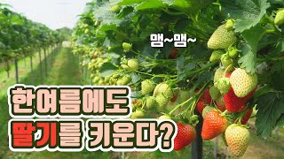 기후변화에 상관없이 딸기를 키울 수 있는 기술 / YTN 사이언스