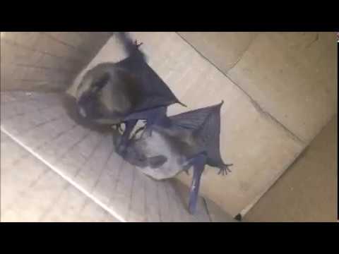 Dealing with bats - JAPCO Pest Control Ltd.