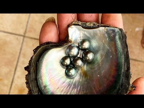 Diving for the Most Expensive Pearls on Earth