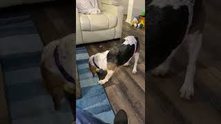 Video preview image #1 Beagle Puppy For Sale in Dunnellon, FL, USA