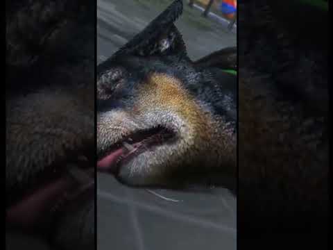 GTA 5:Franklins dog (Chop) died #gta #gta5