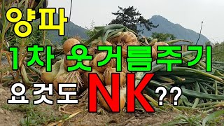 양파에도 웃거름으로 NK 뿌렸어요 / 양파1차추비 / 웃거름주는 횟수/양파웃거름주는 시기