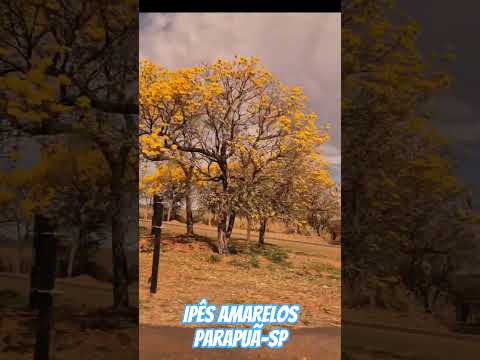 Ipês amarelos na rotatória de Parapuã-SP