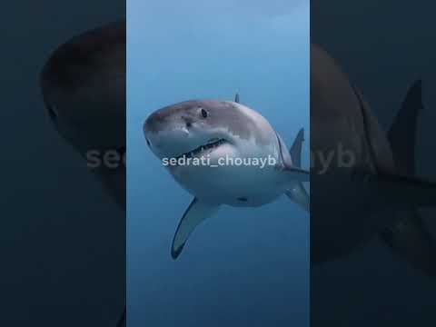 لموت ديال الضحك كيف تنجو من القرش 😁