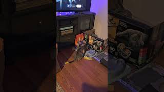 bopa having fun with her tail ep 1@cutecat