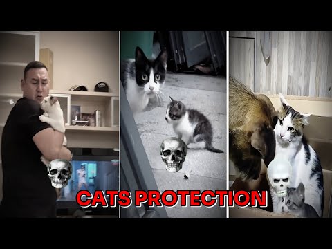 Cats protection | Mother cat protection