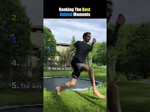 Ranking The Best Animal Moments