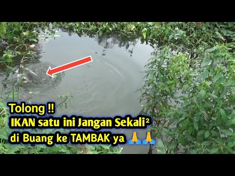PETANI MARAH BESAR KALAU ORANG MANCING DAPAT IKAN SATU INI DI BUANG KE TAMBAK NYA