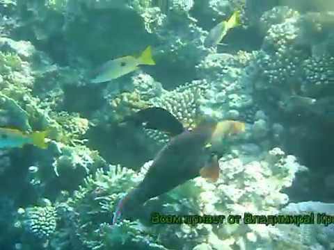 Красное море