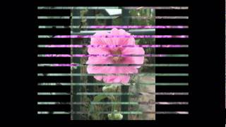 กำลังใจ - KUM LUNG JAI.mpg