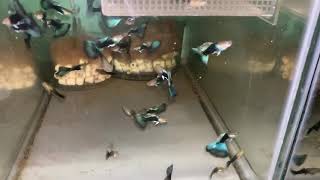 [問題] 如何培育綠色的孔雀魚？