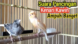 Download lagu Suara Pancingan Kenari Agar Cepat Kawin Sudah Terbukti Ampuh Dijamin Kenari Langsung CUS mp3