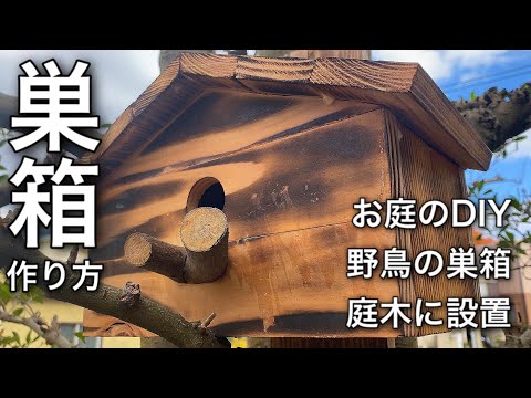 コマドリの巣箱を簡単に作る方法は？知っておくべきことはすべて！  庭園