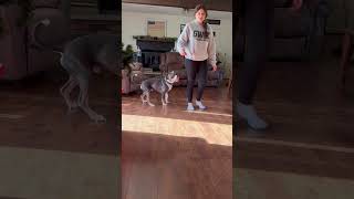 Video preview image #1 American Pit Bull Terrier-Unknown Mix Puppy For Sale in Germantown, OH, USA