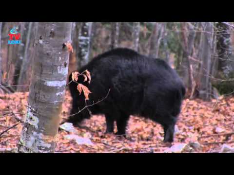 Boar/Vepar od L.U. Gacka Otočac