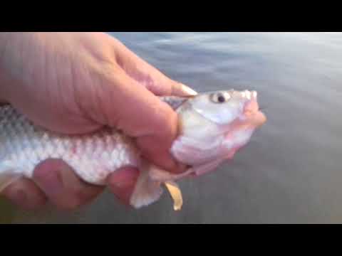 Clenii  de pe Cricov