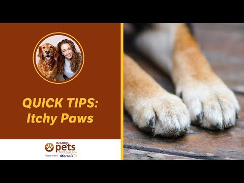 Itchy Paws QUICK TIPS!