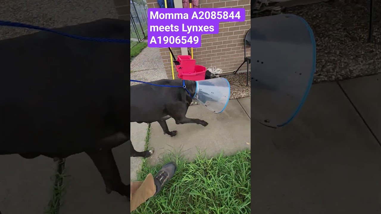 Momma aka Kona, a ADOPTABLE Great Dane in Houston, TX video 3/3