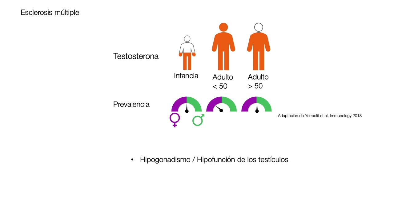 Las poderosas hormonas sexuales - Testosterona