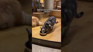 Japan's Cat Cafes: The Tokyo Cuteness You Must See