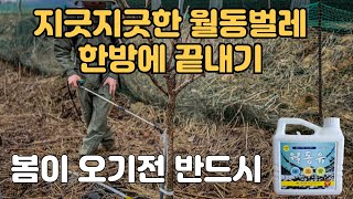 지긋지긋한 월동벌레 한방에 끝내기 월동유 기계유제 살포 