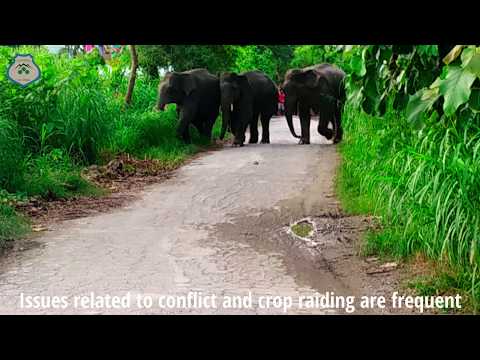 Remotely Piloted Aircraft System (RPAS) for Wildlife Management