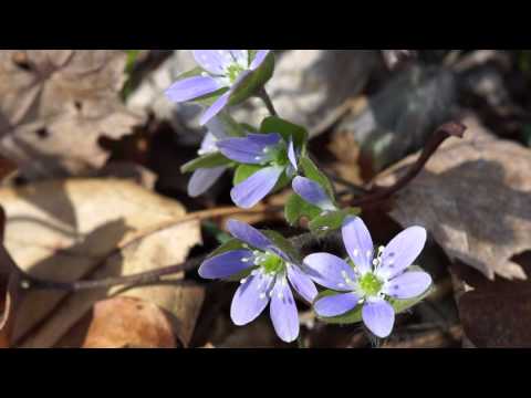 Sharp-Lobed Anemone (Hepatica acutiloba)